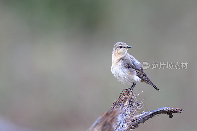 画眉鸟:成年北方麦穗或麦穗(Oenanthe Oenanthe)。